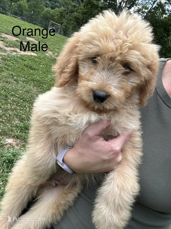 Orange – Bernedoodle puppy for sale in Bluefield, VA
