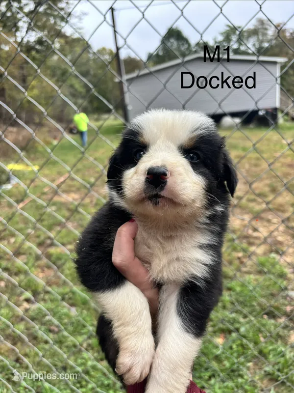Male 1  – Australian Shepherd, Bernese Mountain Dog puppy for sale in Bluefield, VA