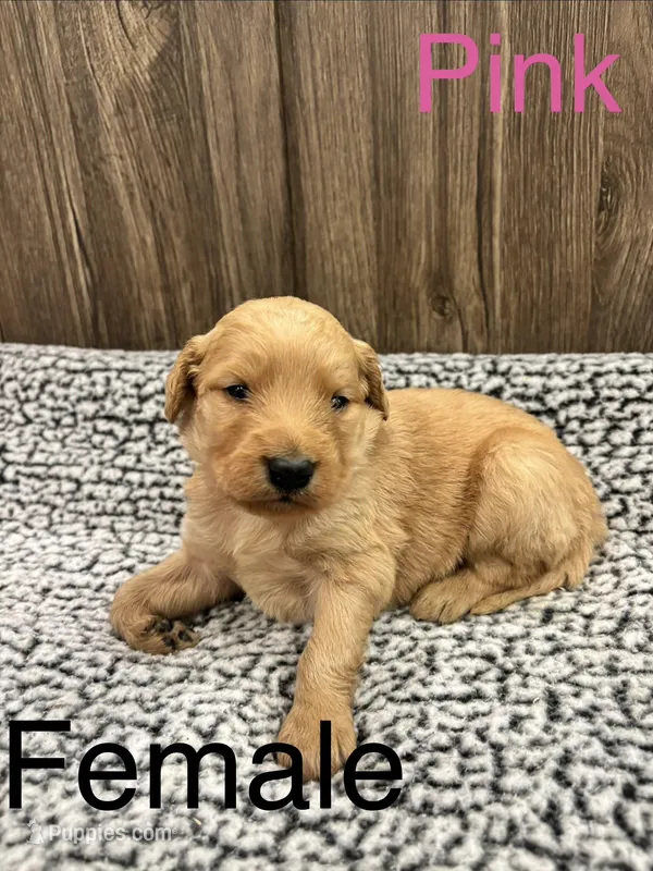Pink – Bernedoodle puppy for sale in Bluefield, VA