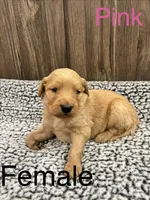 Pink, a female Bernedoodle for sale in Bluefield, VA – 1 of 2