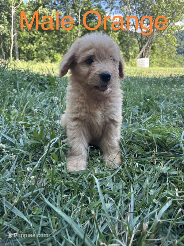 Orange – Bernedoodle puppy for sale in Bluefield, VA