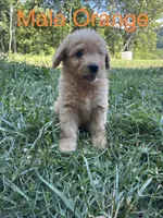 Orange, a male Bernedoodle for sale in Bluefield, VA – 1 of 2