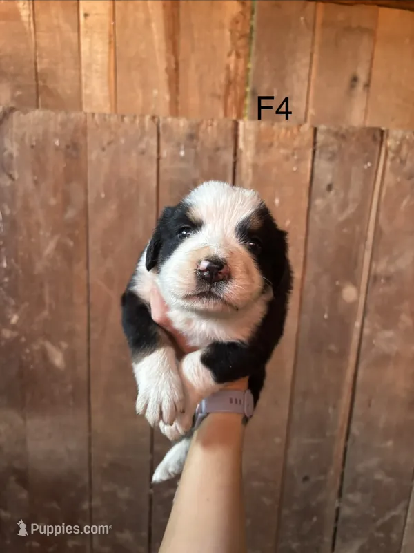 Female 4 – Bernese Mountain Dog puppy for sale in Bluefield, VA
