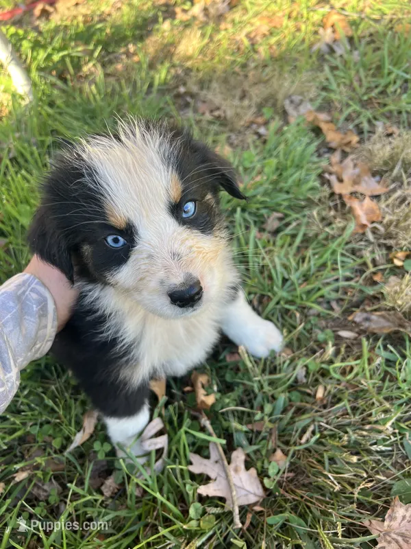 Male 1  – Australian Shepherd, Bernese Mountain Dog puppy for sale in Bluefield, VA