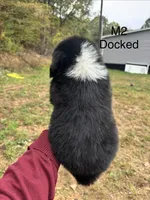 Male 2, a male Australian Shepherd and Bernese Mountain Dog for sale in Bluefield, VA – 2 of 4