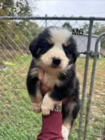 Male 6, a male Australian Shepherd and Bernese Mountain Dog for sale in Bluefield, VA – 1 of 4