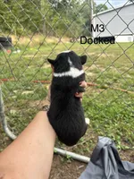 Male 3, a male Australian Shepherd and Bernese Mountain Dog for sale in Bluefield, VA – 2 of 2
