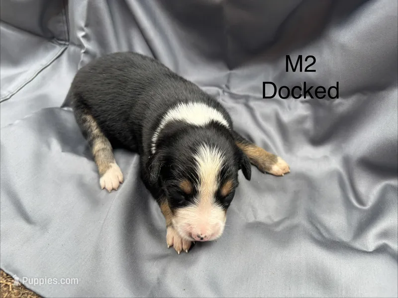 Male 2 – Australian Shepherd, Bernese Mountain Dog puppy for sale in Bluefield, VA