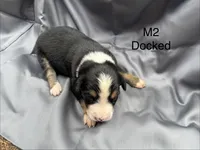 Male 2, a male Australian Shepherd and Bernese Mountain Dog for sale in Bluefield, VA – 1 of 2