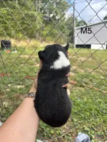 Male 5, a male Australian Shepherd and Bernese Mountain Dog for sale in Bluefield, VA – 2 of 2