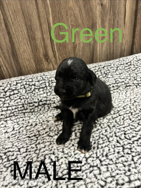 Green – Bernedoodle puppy for sale in Bluefield, VA