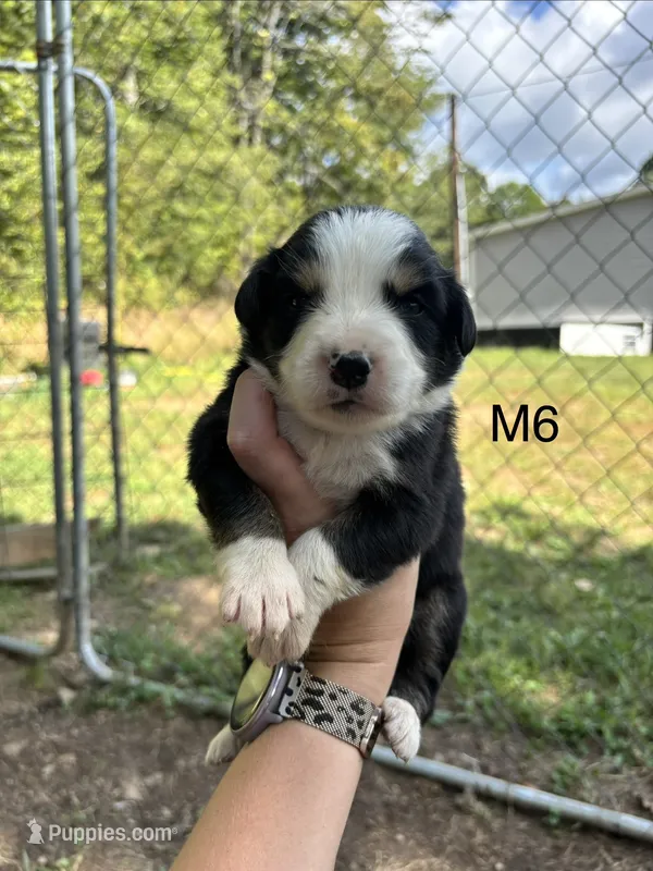 Male 6 – Australian Shepherd, Bernese Mountain Dog puppy for sale in Bluefield, VA