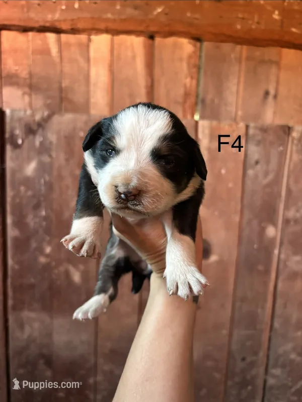 Female 4 – Bernese Mountain Dog puppy for sale in Bluefield, VA