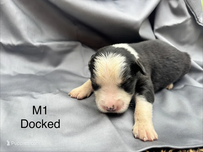 Male 1  – Australian Shepherd, Bernese Mountain Dog puppy for sale in Bluefield, VA