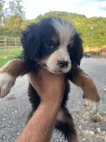 Runt, a female Bernese Mountain Dog for sale in Bluefield, VA – 2 of 4