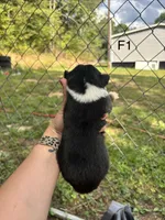 Female 1, a male Australian Shepherd and Bernese Mountain Dog for sale in Bluefield, VA – 2 of 2