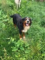 Female 1, a female Bernese Mountain Dog for sale in Bluefield, VA – 3 of 4
