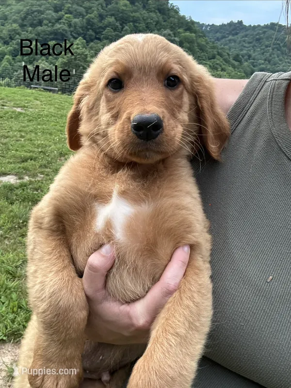 Black – Bernedoodle puppy for sale in Bluefield, VA