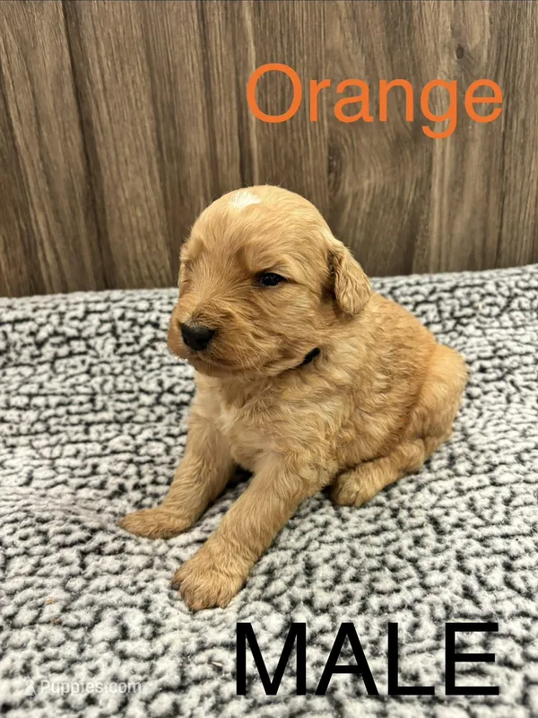Orange – Bernedoodle puppy for sale in Bluefield, VA