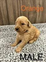 Orange, a male Bernedoodle for sale in Bluefield, VA – 1 of 2
