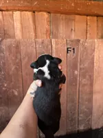 Female 1, a female Bernese Mountain Dog for sale in Bluefield, VA – 2 of 4