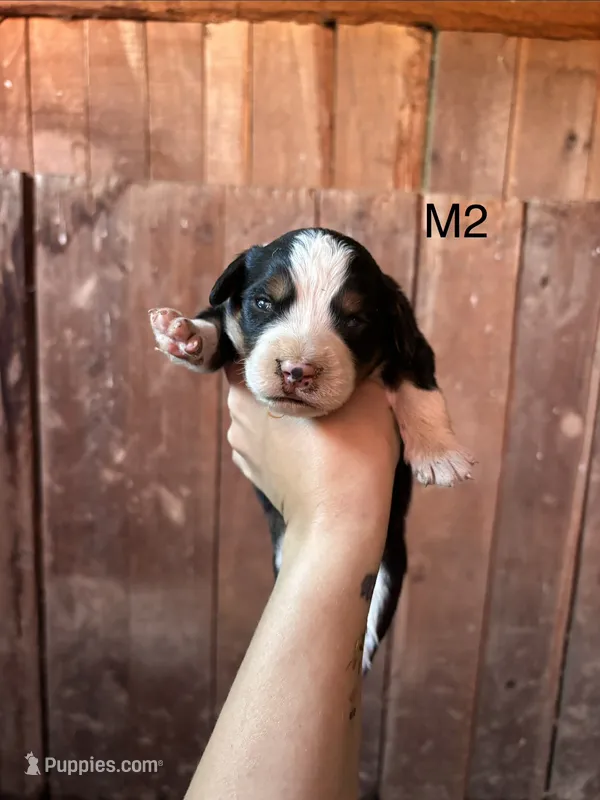 Male 2 – Bernese Mountain Dog puppy for sale in Bluefield, VA