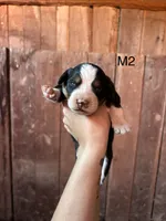 Male 2, a female Bernese Mountain Dog for sale in Bluefield, VA – 1 of 2