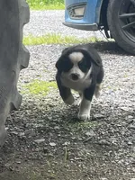 Female 4, a female Bernese Mountain Dog for sale in Bluefield, VA – 4 of 7