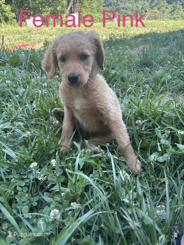 Pink – Bernedoodle puppy for sale in Bluefield, VA