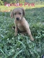 Pink, a female Bernedoodle for sale in Bluefield, VA – 1 of 2