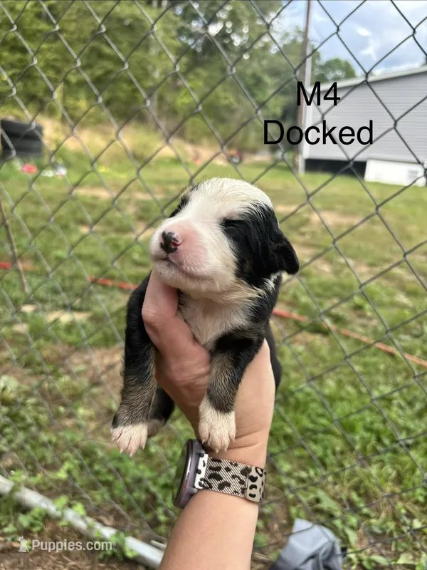 Male 4 – Australian Shepherd, Bernese Mountain Dog puppy for sale in Bluefield, VA