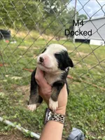 Male 4, a male Australian Shepherd and Bernese Mountain Dog for sale in Bluefield, VA – 1 of 2