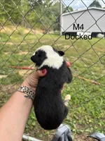 Male 4, a male Australian Shepherd and Bernese Mountain Dog for sale in Bluefield, VA – 2 of 2