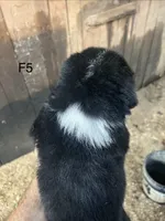 Female 5, a female Bernese Mountain Dog for sale in Bluefield, VA – 2 of 2