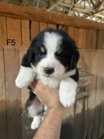 Female 5, a female Bernese Mountain Dog for sale in Bluefield, VA – 1 of 2