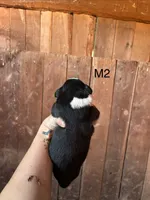 Male 2, a female Bernese Mountain Dog for sale in Bluefield, VA – 2 of 2