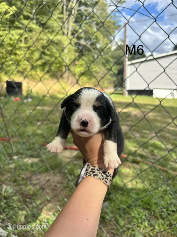 Male 6 – Australian Shepherd, Bernese Mountain Dog puppy for sale in Bluefield, VA