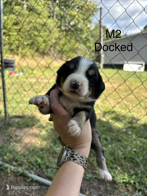 Male 2 – Australian Shepherd, Bernese Mountain Dog puppy for sale in Bluefield, VA
