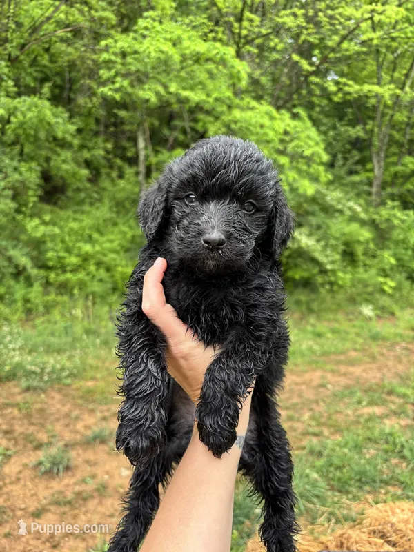Yellow – Bernedoodle puppy for sale in Bluefield, VA