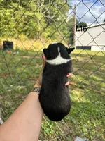 Male 6, a male Australian Shepherd and Bernese Mountain Dog for sale in Bluefield, VA – 2 of 2