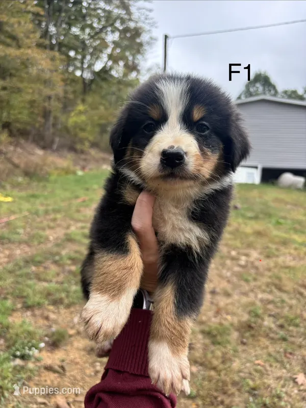Female 1 – Australian Shepherd, Bernese Mountain Dog puppy for sale in Bluefield, VA