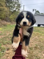 Female 1, a male Australian Shepherd and Bernese Mountain Dog for sale in Bluefield, VA – 1 of 4
