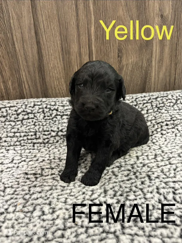 Yellow – Bernedoodle puppy for sale in Bluefield, VA