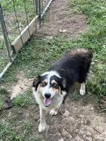 Female 1, a male Australian Shepherd and Bernese Mountain Dog for sale in Bluefield, VA – 4 of 4