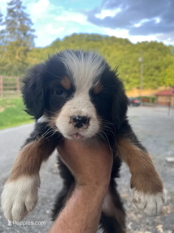 Runt – Bernese Mountain Dog puppy for sale in Bluefield, VA