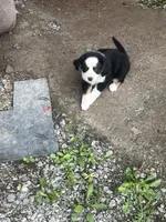 Female 4, a female Bernese Mountain Dog for sale in Bluefield, VA – 7 of 7