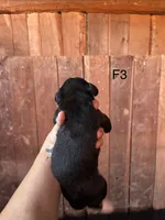 Female 3, a female Bernese Mountain Dog for sale in Bluefield, VA – 2 of 2