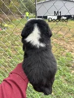 Male 1 , a male Australian Shepherd and Bernese Mountain Dog for sale in Bluefield, VA – 2 of 4