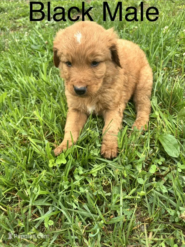 Black – Bernedoodle puppy for sale in Bluefield, VA