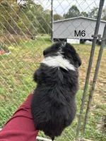Male 6, a male Australian Shepherd and Bernese Mountain Dog for sale in Bluefield, VA – 2 of 4